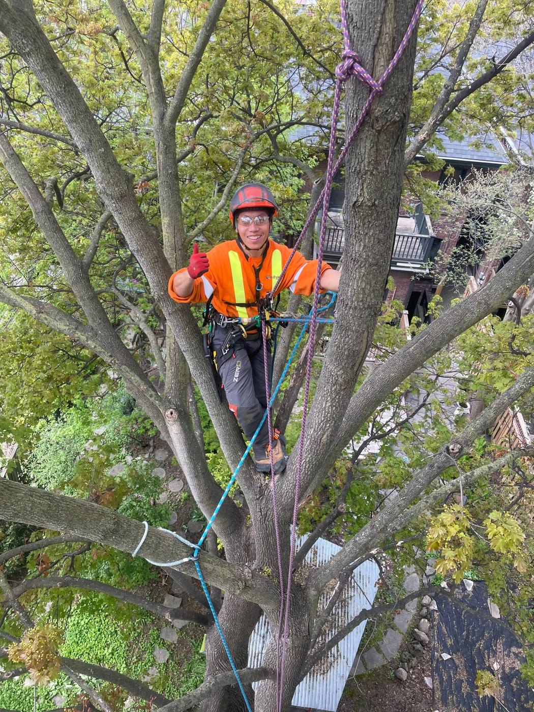 Han giving a thumbs-up from the top of a tree