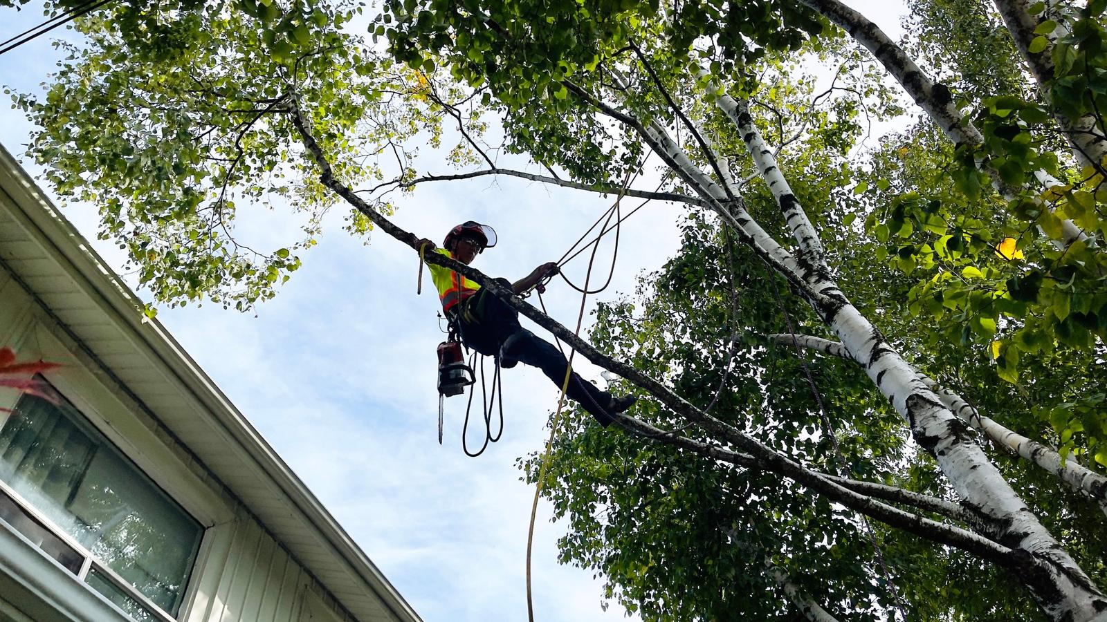 Han on rope in a birch, chainsaw at his hip, working a limb out over a house