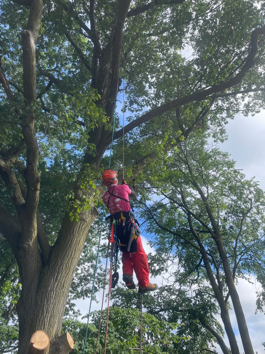 Han ascending on two ropes in helmet, harness and chainsaw pants