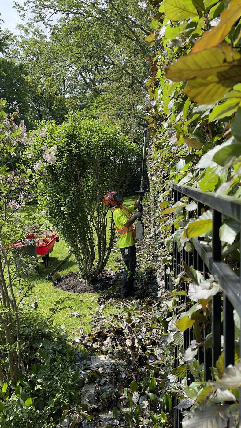 Han trimming a beech hedge with a pole pruner