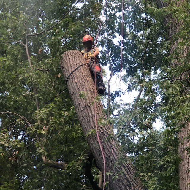 Han rigging down a large trunk during a big tree removal
