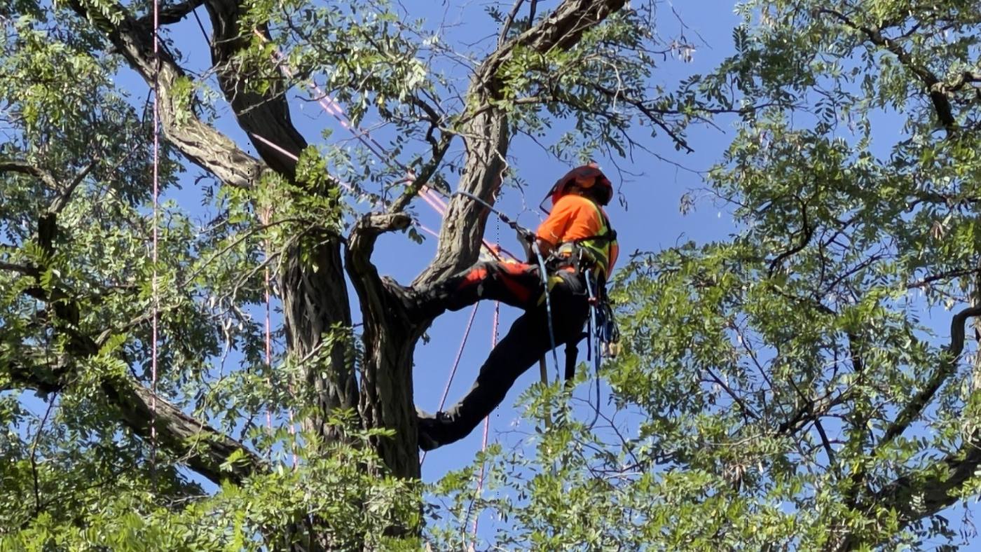 Han pruning a large locust tree from a climbing rope